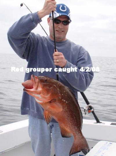 Nice red grouper